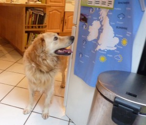 “That’s where I came from!” Sparky checks out the map of Ireland on the refrigerator.