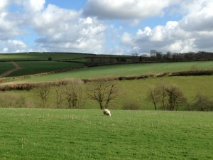 A lone sheep on a hillside near Knowstone.