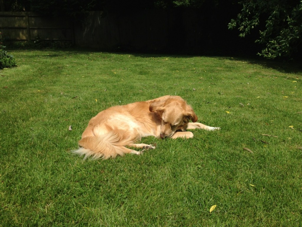 A little snooze in the garden on our lunch break.
