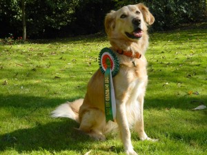 A year after he arrived from Ireland, Sparks won the Most Improved Dog rosette at the IRR reunion.