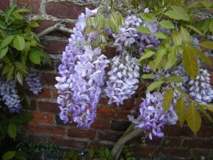 Cascading wisteria racemes in Denham
