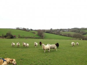 Sparky photobombs this picture of sheep in the pasture behind our cottage.