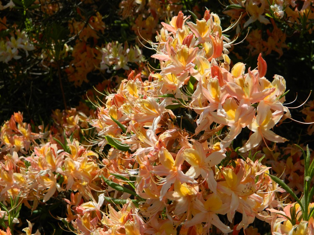 Azaleas at Nymans