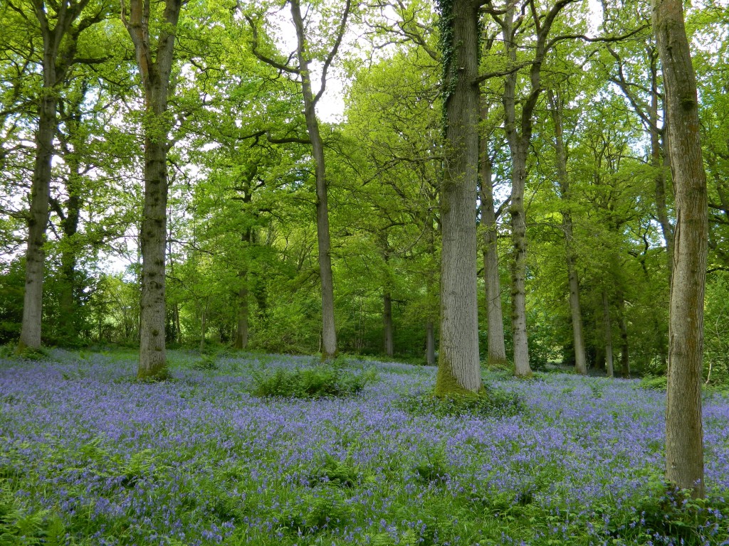 Bluebell woods at Nymans in West Sussex