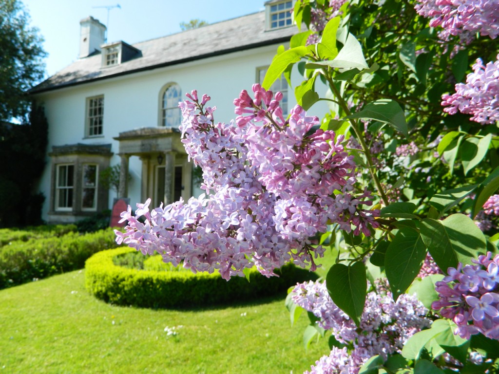 These lovely lilacs were at Avebury in Wiltshire.