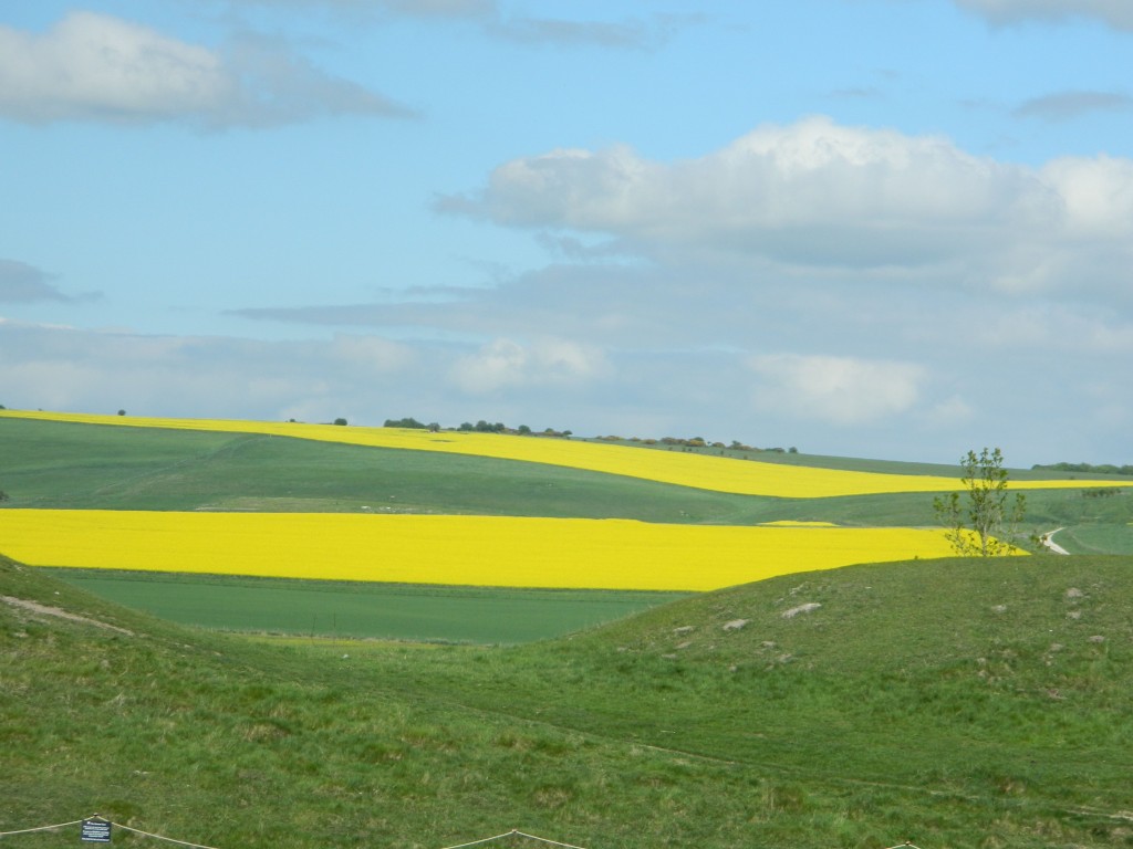 Rapeseed growing in Avebury