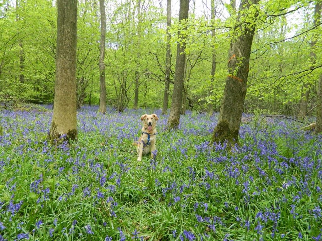 Sparky sits at attention in Wendover Woods