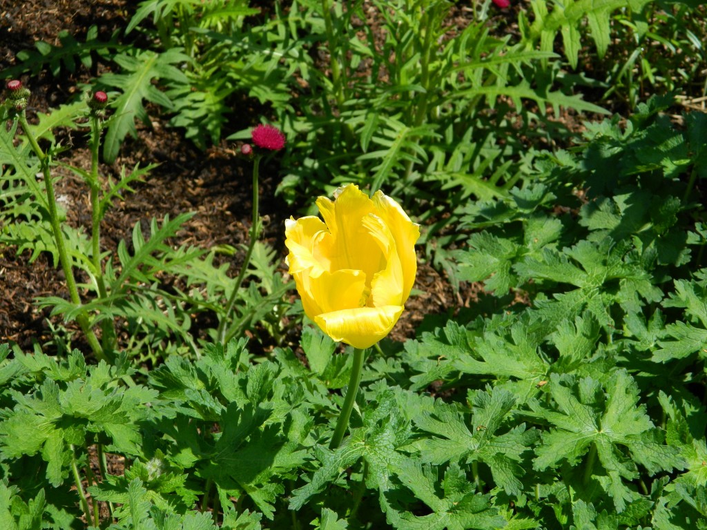 This tulip at Nymans is just about perfect.