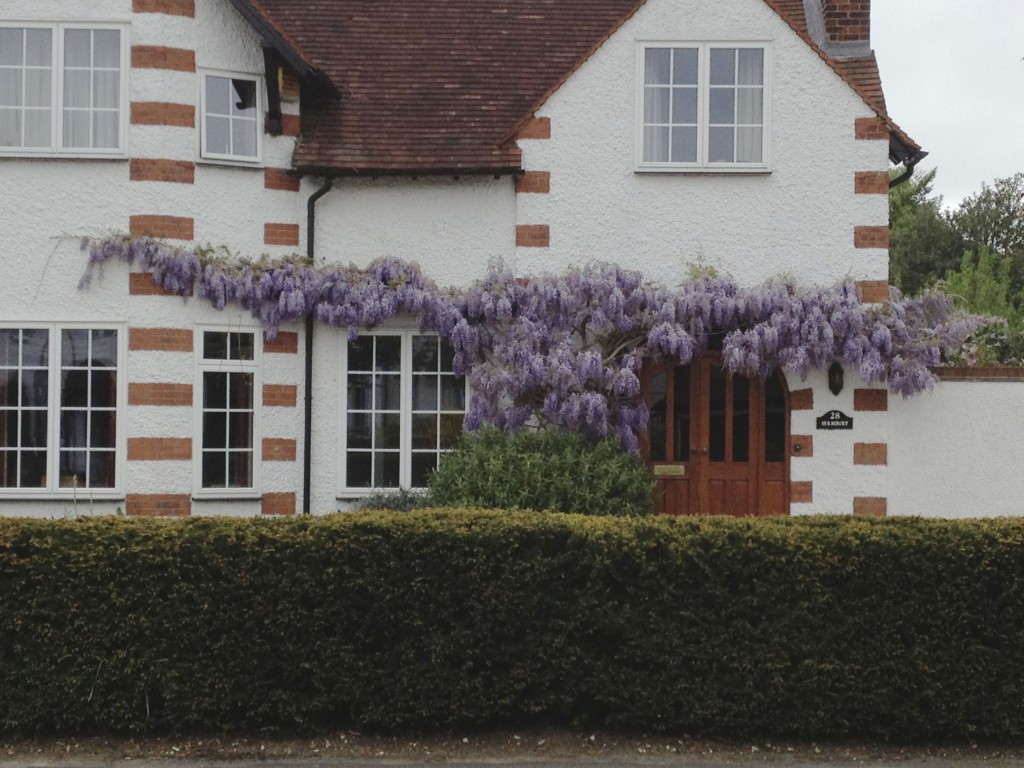 Some nice wisteria growing on a white stucco exterior.