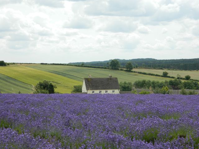 Lavender fields in the Cotswolds