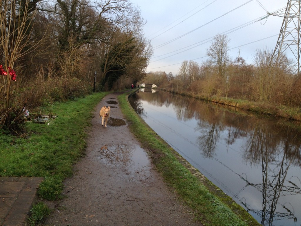 Boxing Day walk along the canal near Denham