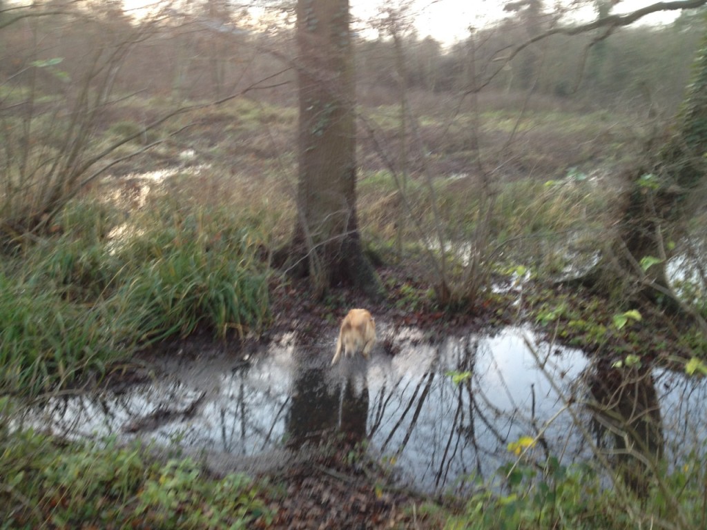 But it didn't deter the dog, who leaped over the water after checking the trees for squirrel activity.
